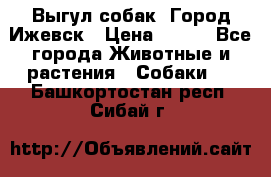 Выгул собак. Город Ижевск › Цена ­ 150 - Все города Животные и растения » Собаки   . Башкортостан респ.,Сибай г.